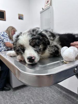 Central Animal Hospital