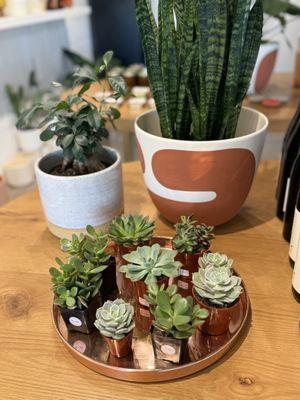 Flourish Plant Shop & Wine Bar