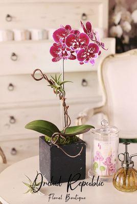 Burbank Baby Orchids is a single-spiked phalaenopsis arrangement with unique speckled-printed flowers blooming in shades of magenta.