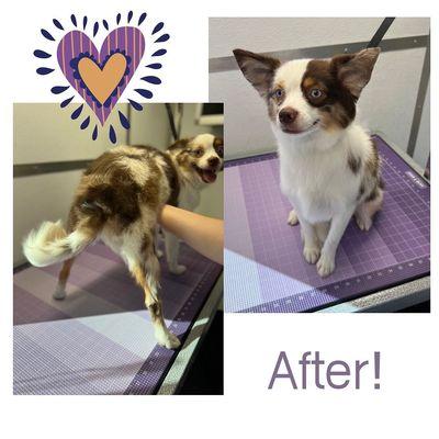 Jade's Mobile Groom-N-Zoom