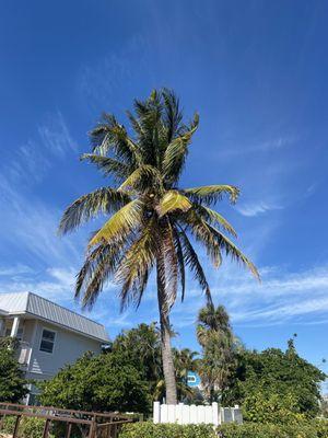 Before photo on Bradenton beach Coconut palm tree before being trimmed