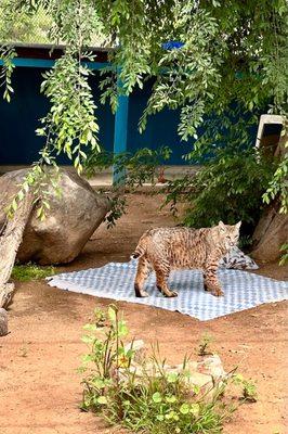 Ramona Wildlife Center