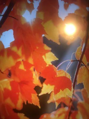 Mahogany Unique Activities Care