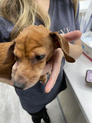 West Hollywood Animal Hospital