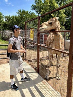 Saying hello to a camel