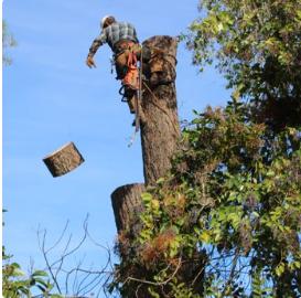 Flatlanders Tree Service