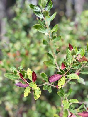 Blackwater Creek Preserve