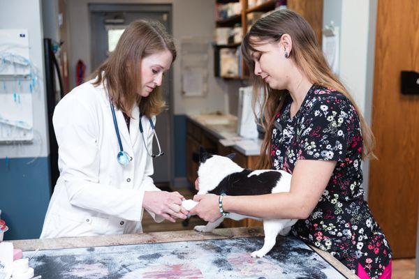 Companion Animal Hospital of Fountain City