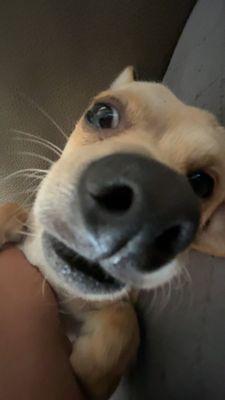 they ate my dog!!!!!!