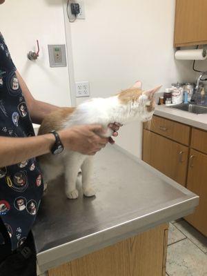 Arrow Animal Hospital