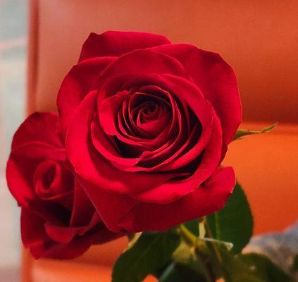 Beautiful red roses (5/15/25)