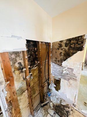 Mold removal
