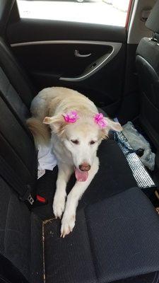 Julie's Dog Grooming