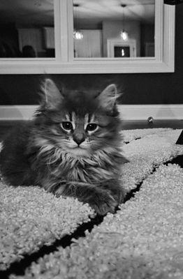 Always has plenty of cat toys and a full belly