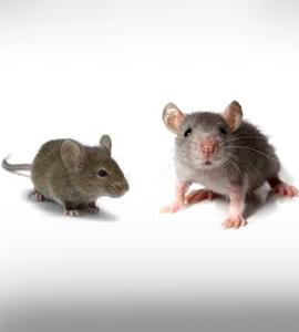 Best Pest Control Service LLC