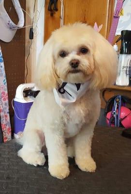 Great care, great cuts, great prices!