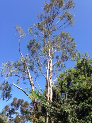South Coast Tree Service
