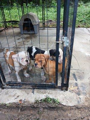 Carolina Bargain Trader