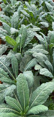 Lets all eat healthy my friend