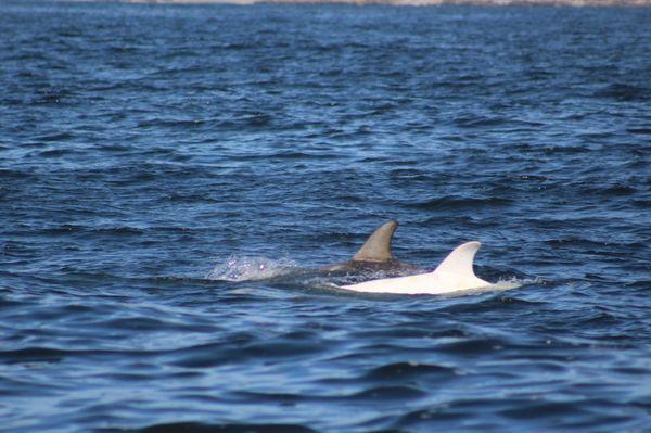 Discovery Whale Watch