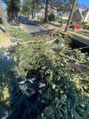 Pickup tree ServiceS