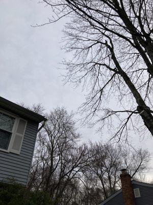 After the trimming, branches over the roof were cleared.