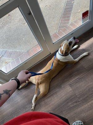 Madison Veterinary Hospital