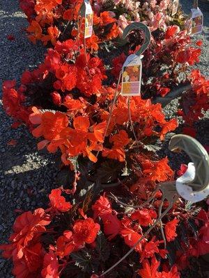 Mello's Farm And Flower Center