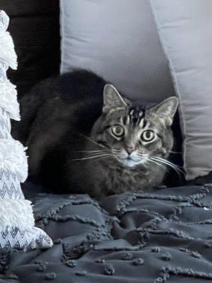 Cat sitting for Chloe'