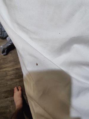 Rodeway Inn National City San Diego South