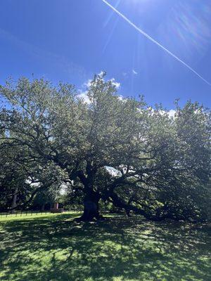 Emancipation Oak