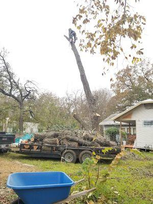 Lost Pines Tree Service