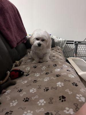 Buttons says thank you Noelle !