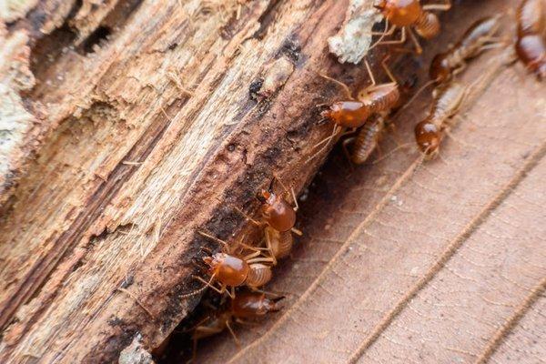 Phoenix Termite Control Heroes
