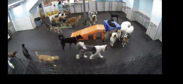 Dogtopia - Falls Church