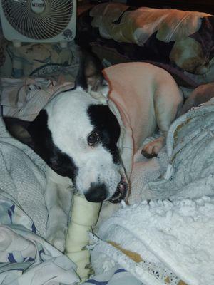 Davina''s Pet Care Services