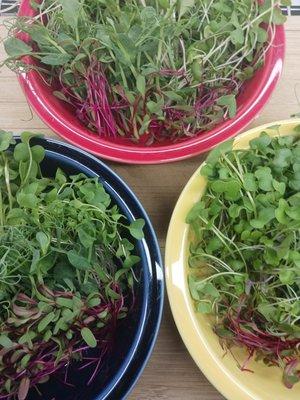 YUM Your Urban Microgreens