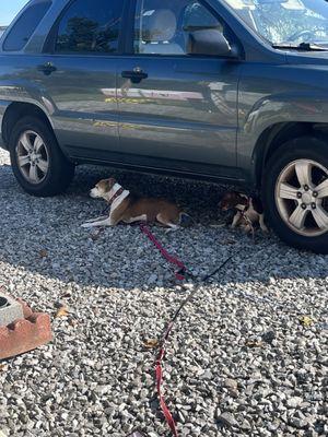 Rowland Veterinary Services Inc