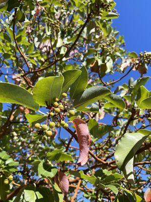 Monte Bello Open Space Preserve