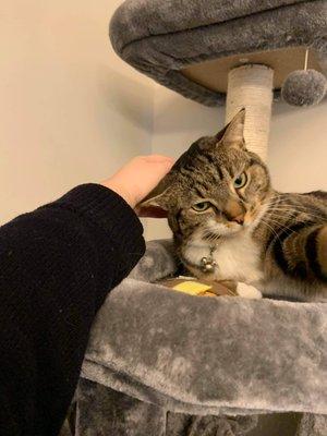 Rocket Kitty Sitting