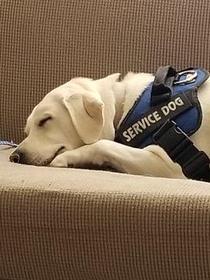 Absecon Veterinary Hospital