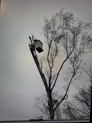 Josh Linder Tree Removal