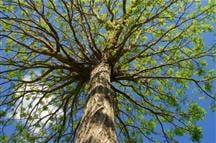 Apollo Tree Service