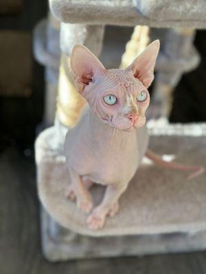 Veterinary Ophthalmology Services