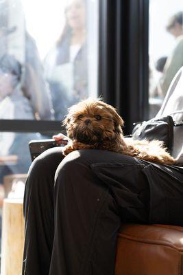 Grand Teton Animal Hospital