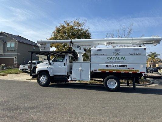 Catalpa Tree Specialist