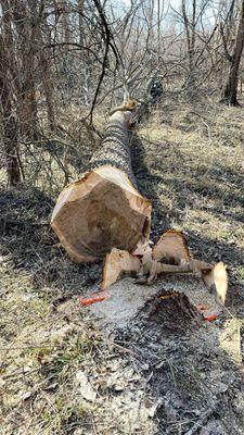 Anderson Bros Logging