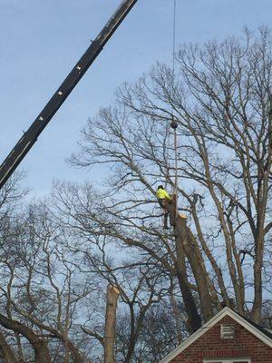 Pathfinder Tree Service