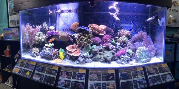 Reef tank exhibit