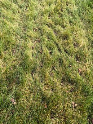 Results of core aeration